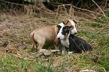BULL TERRIER MINIATURE 230